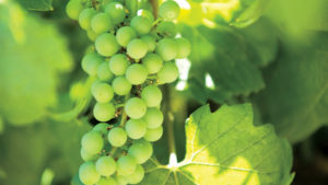 Washington Grape Growers Could See Early Harvest