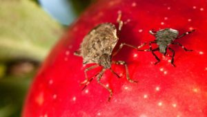Brown Marmorated Stink Bug Pressure Increasing
