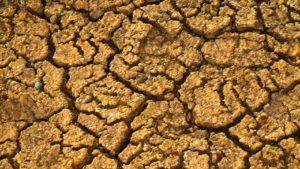 Disaster Relief in Sight for Growers Hit by Extreme Drought