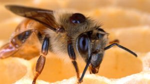 New Research Shines Light on What’s Behind Honey Bee Losses