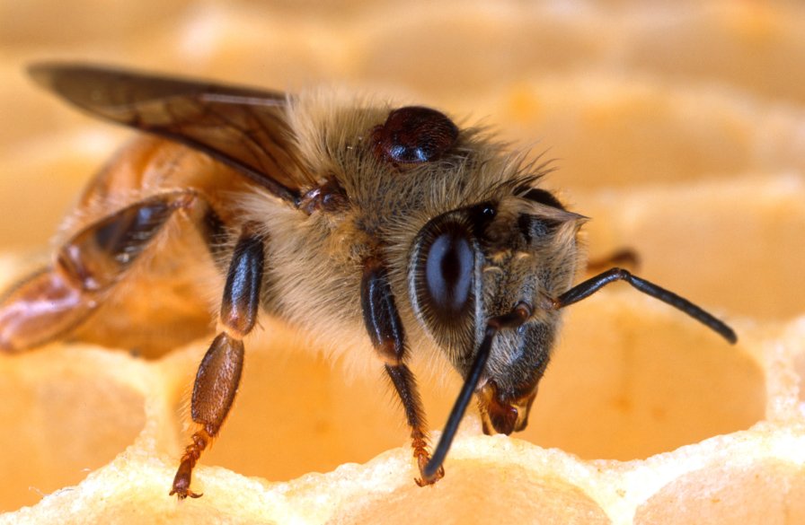 New Research Shines Light on What’s Behind Honey Bee Losses