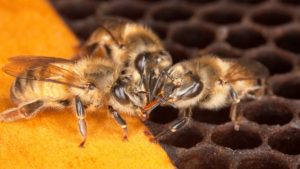 Feeling the Buzz: Like Many People, Honey Bees Like a Shot of Caffeine