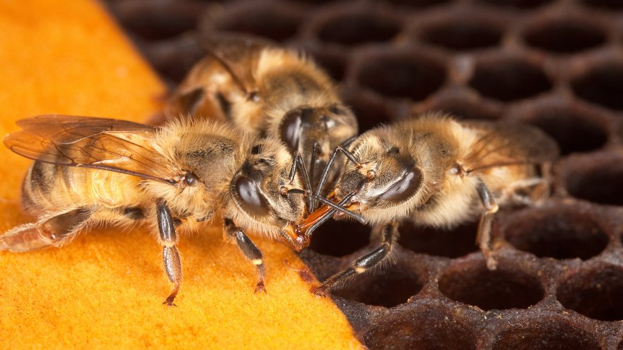 Time to Create Some Buzz for Honey Bees