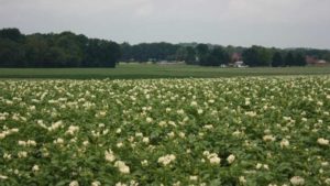 5 Major GMO Myths Debunked