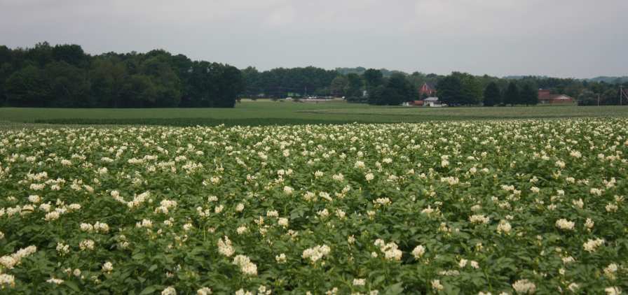 Syngenta Announces New Fungicide Product Line