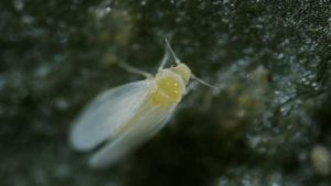 Tackle Whiteflies Head On