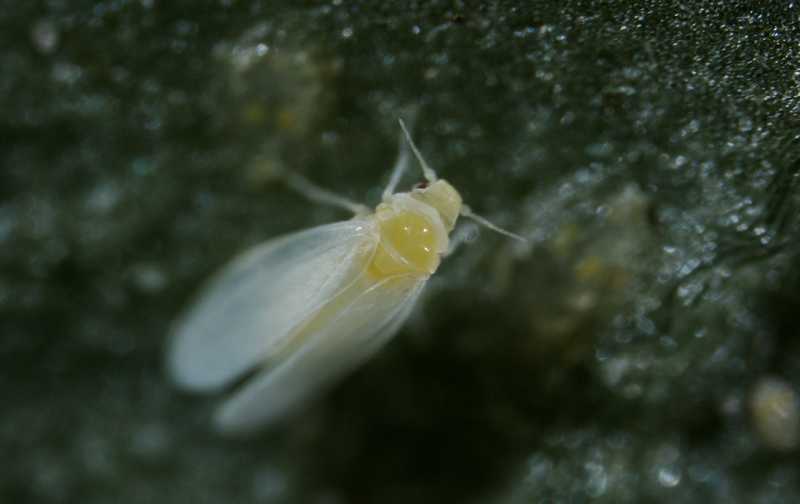 Worry Spreading In Florida Over Exotic Whitefly
