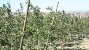 Future Moves Fast In Apple Production [Opinion]