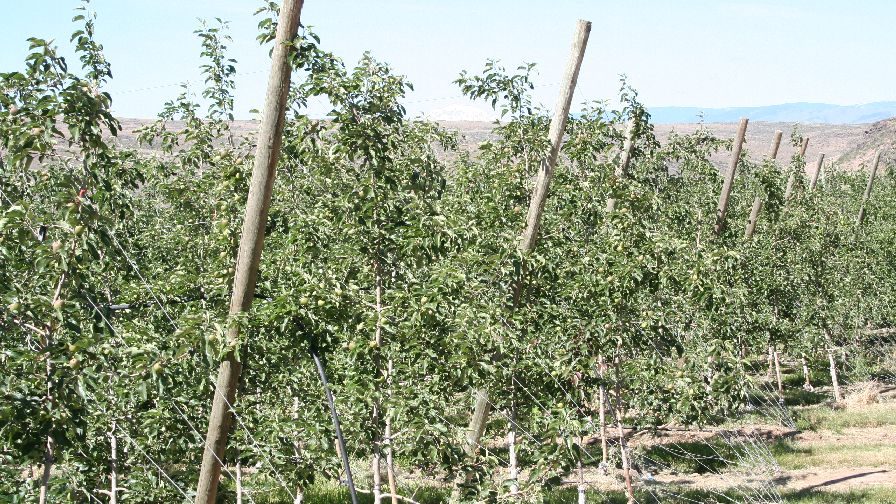 Future Moves Fast In Apple Production [Opinion]