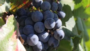 Survey Reaffirms Good Vineyard Workers Are Hard To Find