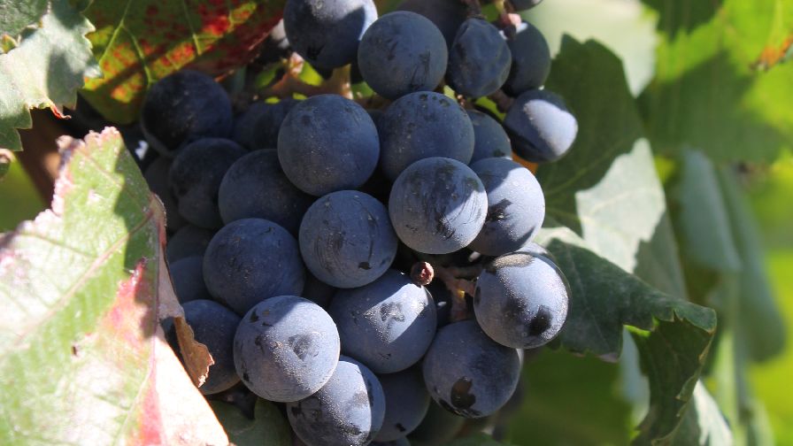 Survey Reaffirms Good Vineyard Workers Are Hard To Find