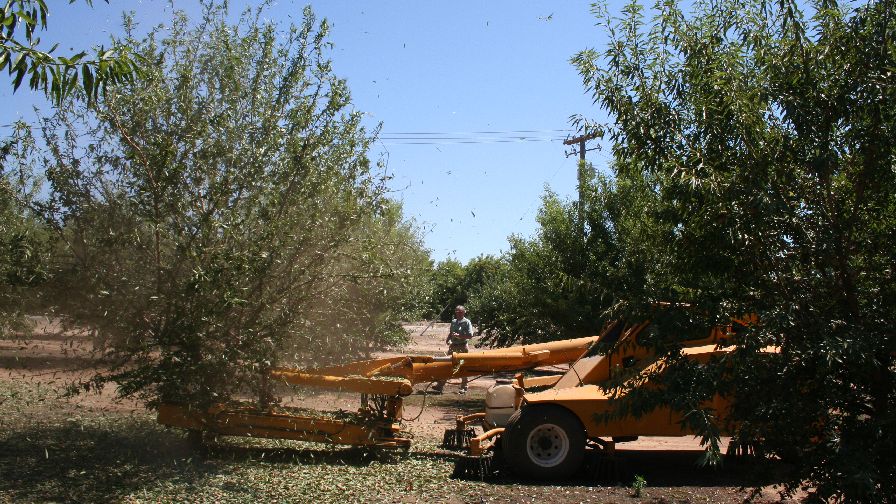 California Specialty Crop Sizes Reveal Farmworker Woes