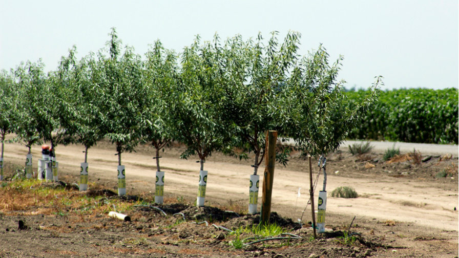 Project Puts AI-Powered Irrigation to the Test for Growers