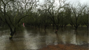 Almond Board Funding Groundwater Recharge Research