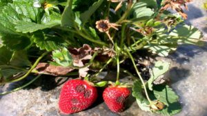 Southeastern Strawberry Growers Advised to Prepare for Disease Pressure