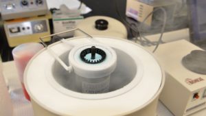 Importing Frozen Honeybee Sperm Is Key To Conservation