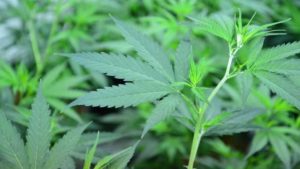 3 More Florida Growers Given Green Light to Cultivate Medicinal Cannabis