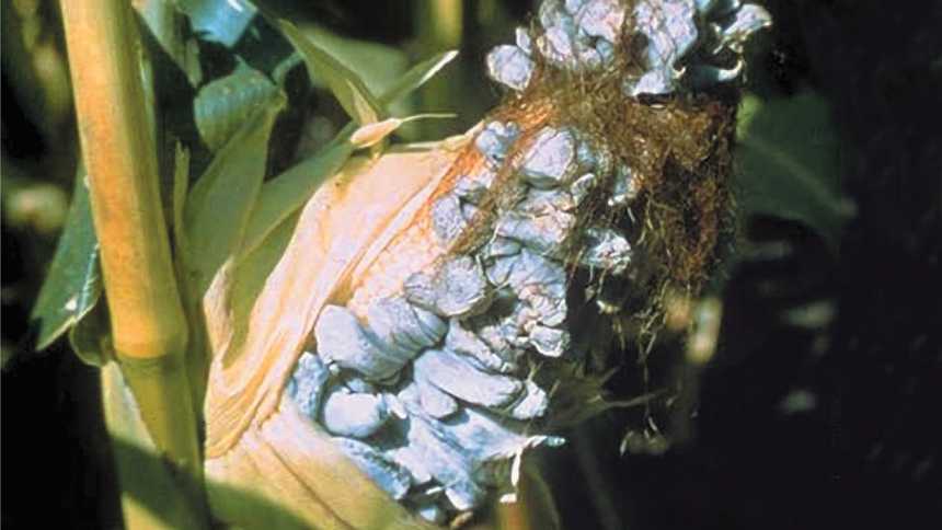 Open Your Eyes To Common Smut In Sweet Corn