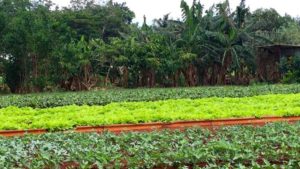 Organic Seed Alliance Names New Executive Director