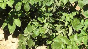 Dickeya dianthicola:  A New Threat To Potatoes