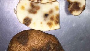 Potato Growers: Be On The Lookout For New Strains Of Potato Virus Y
