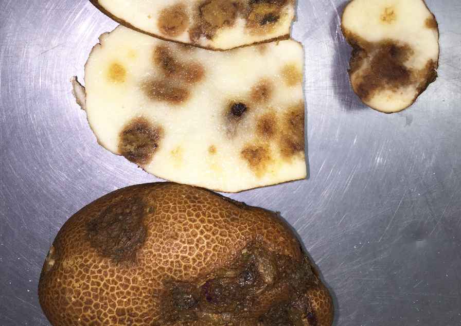 Potato Growers: Be On The Lookout For New Strains Of Potato Virus Y