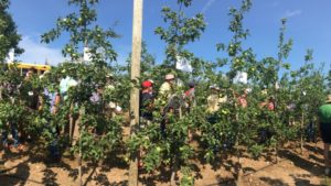 3 New Apple Rootstocks To Be a Game-Changer for Growers