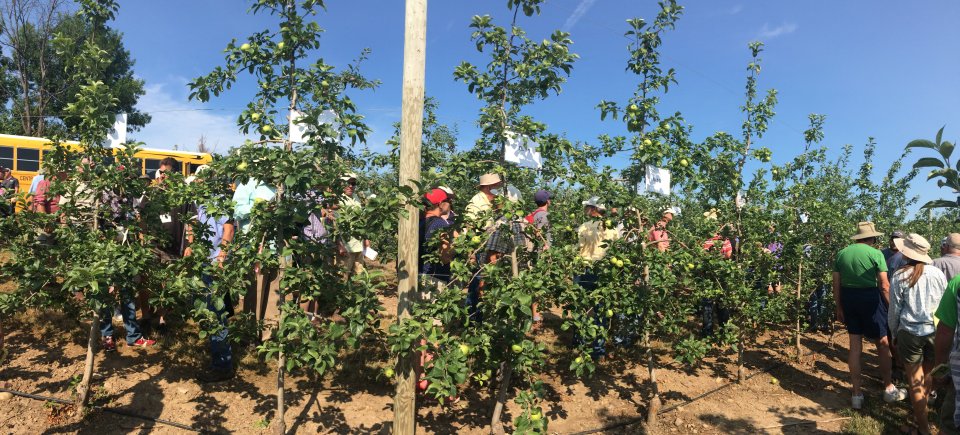3 New Apple Rootstocks To Be a Game-Changer for Growers