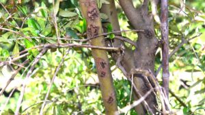 Disease Reportedly Returns To California Olive Orchards