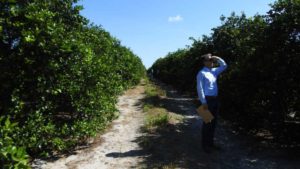 Citrus Growers Looking For Solutions To Ride Out the Storm