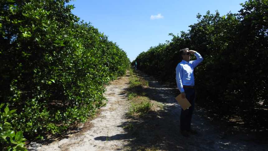 Florida Citrus Production Managers Find Strength in Numbers