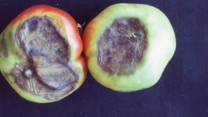 Abiotic Issues Affect Vegetable Production And Quality