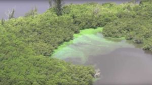 Florida Farmers Need Not Sink Amid Algal Bloom Stink [Opinion]