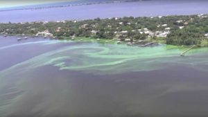 Epic Algae Blooms Strand South Florida in a Sea of Green