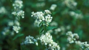 Study Shows Buckwheat Can Help Stifle Squash Pests
