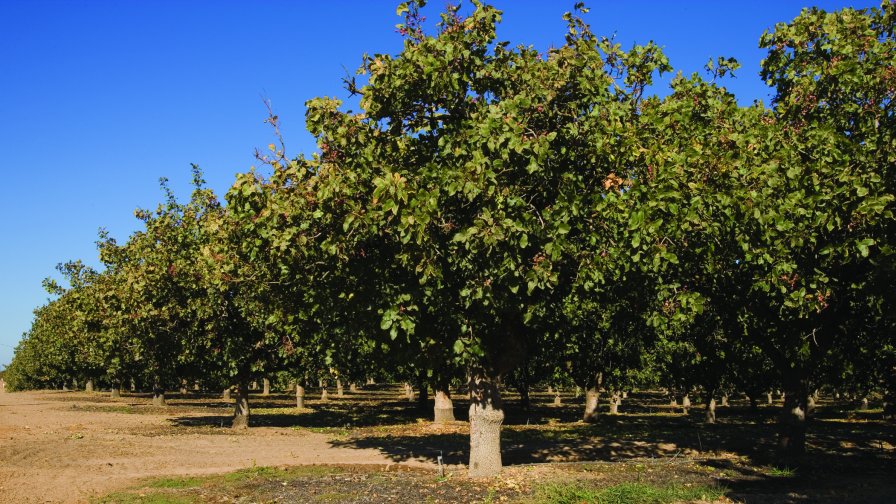 Citrus, Pistachio Researchers Named First UC Endowed Chairs