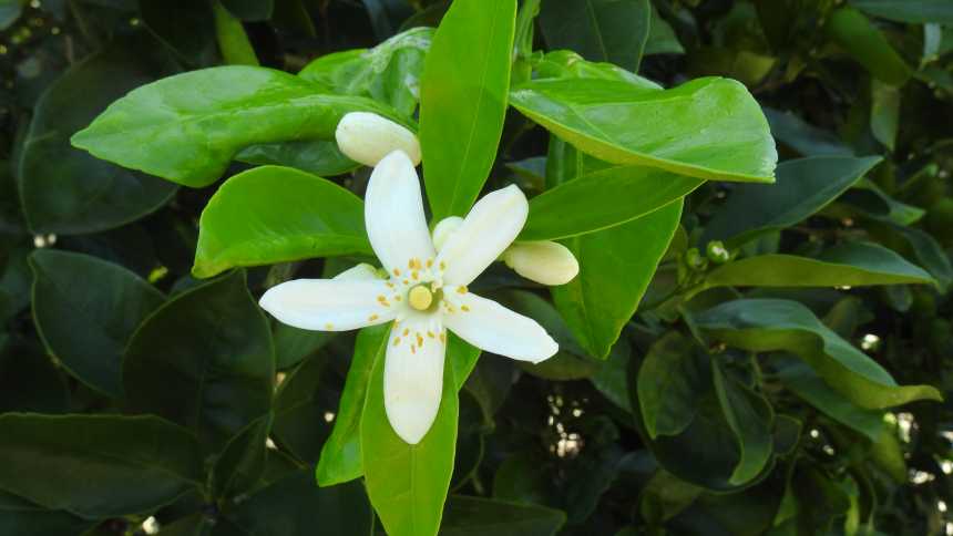 Vital Citrus Research Gets $45 Million Boost From USDA