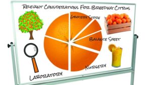 For Citrus Variety Development, The Drawing Board Is Full