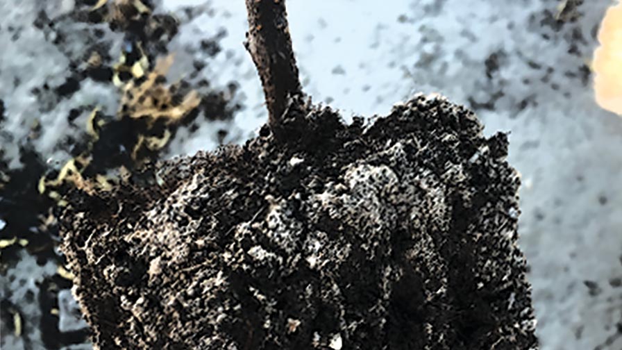 Tips For Late-Planting Potted Almond Trees