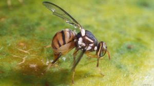 They’re Back!? New Quarantine for Oriental Fruit Fly in California