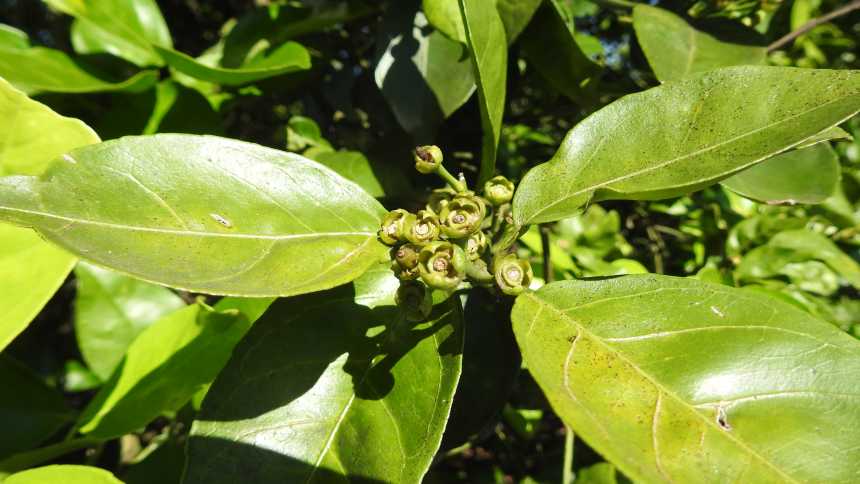 Florida Citrus Growers on Alert for Postbloom Fruit Drop