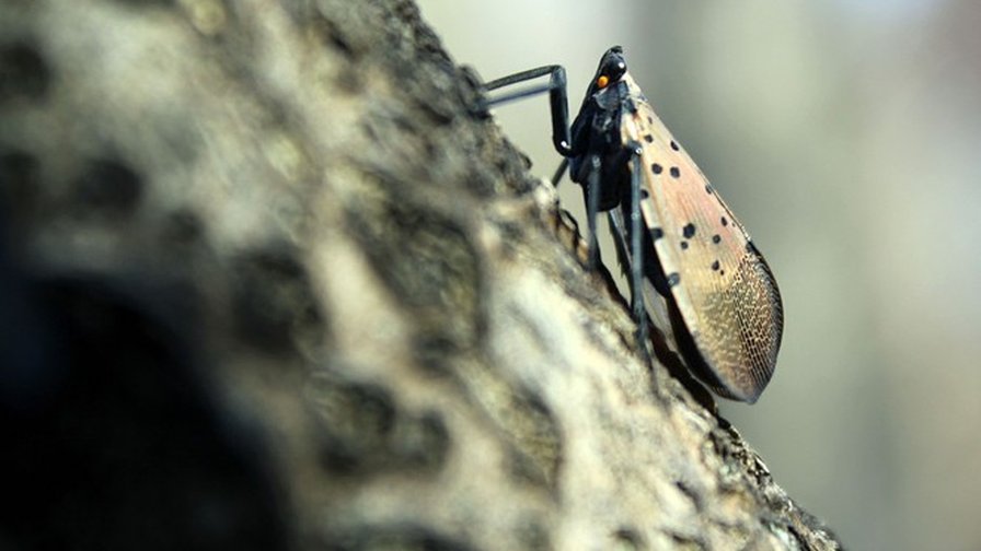 What’s Being Done To Stop Invasion of the Spotted Lanternfly