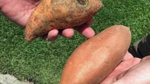 Mexico Has Potential For U.S. Sweet Potato Exports   
