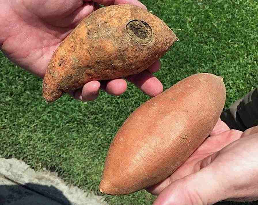 Mexico Has Potential For U.S. Sweet Potato Exports   