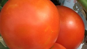 New Research Uncovers Gene That May Be Key To Expanding Tomato Shelflife
