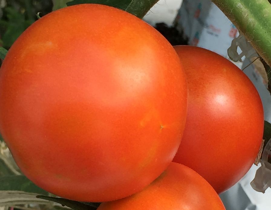 Red Sun Farms Becomes Part Of The ‘Ohio Proud’ Program