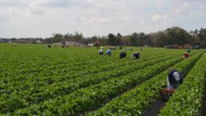 Transcending Farm Labor Crisis No Easy Task [Opinion]