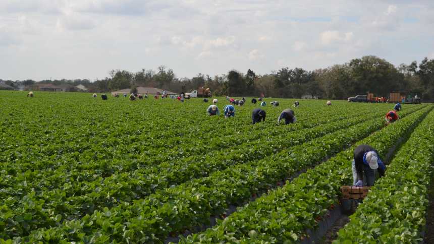 USDA To Discontinue Farm Labor Survey — What This Means