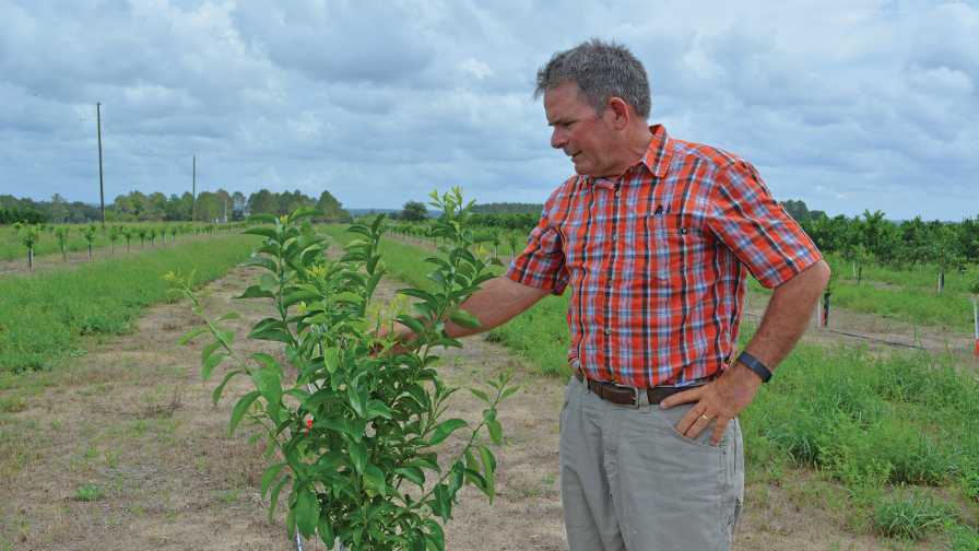 Florida Farmer Takes Fresh Approach To Growing Citrus