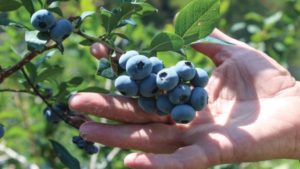 2018 a Challenging Year for Michigan Blueberries